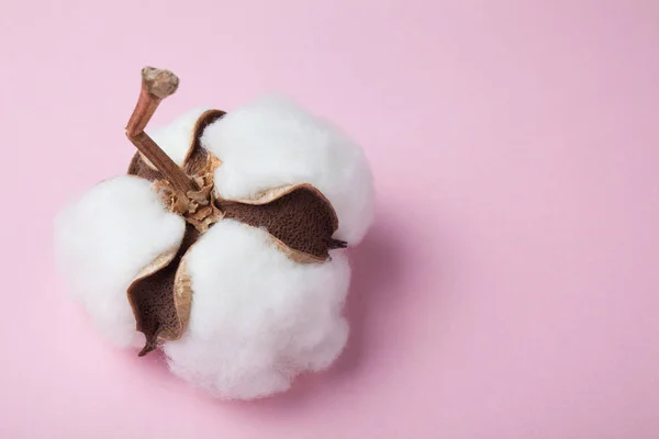 Un fiore di cotone naturale bianco. Uno sfondo rosa . — Foto Stock