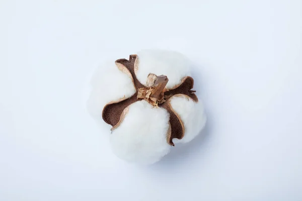 純粋な白のオーガニック コットン、クローズ アップ. — ストック写真