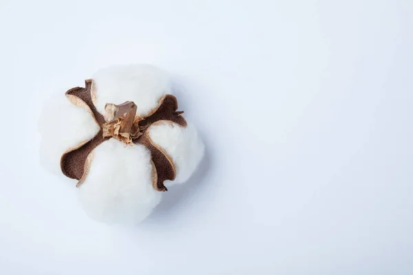 Bianco fiore di cotone asciutto isolato su sfondo bianco . — Foto Stock