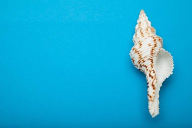 Üzerinde mavi bir arka plan, metin için boş yer benekli deniz kabuğu.
