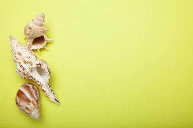 Yaz aylarında deniz tatil arka plan ile deniz kabuğu, sarı backgro