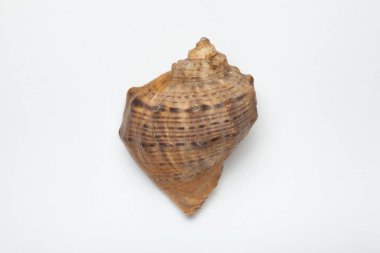 Seashell yakın çekim, deniz eğlence kavramı.