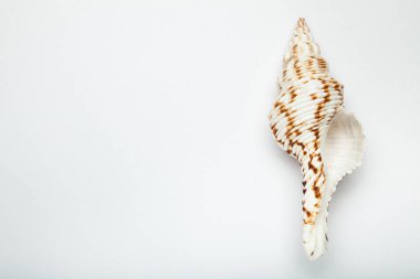 Doğal renk deniz boş kabuk. Beyaz arka plan.