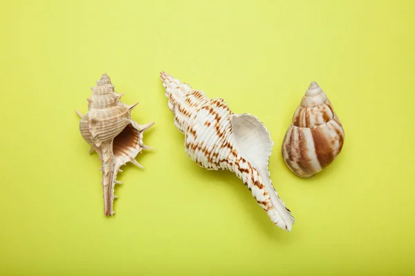 Três conchas marinhas são isoladas em um fundo amarelo . — Fotografia de Stock