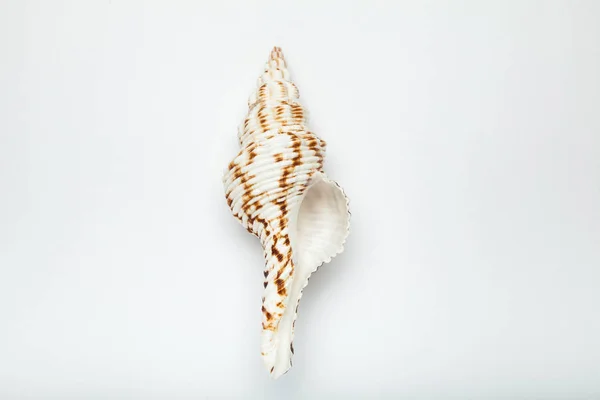 Cockleshell branco-marrom isolado no fundo branco . — Fotografia de Stock