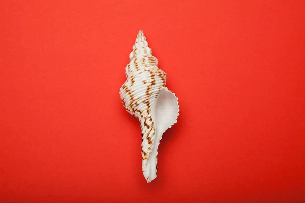Concha de molusco exótico em um fundo vermelho . — Fotografia de Stock