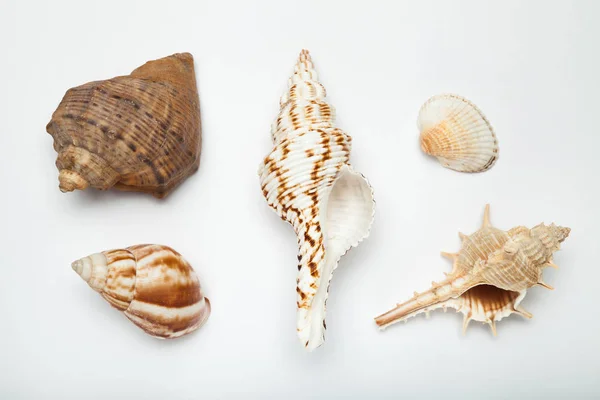 Conjunto de conchas exóticas em um fundo branco . — Fotografia de Stock