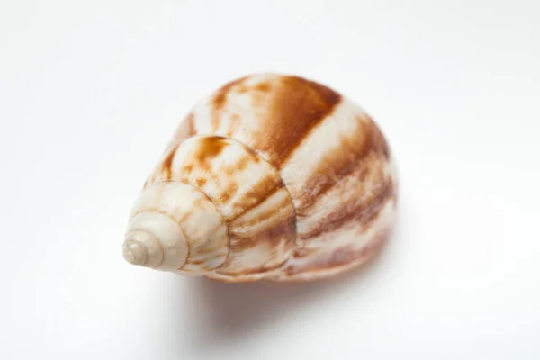Η seashell σπιράλ σε λευκό φόντο. — Φωτογραφία Αρχείου