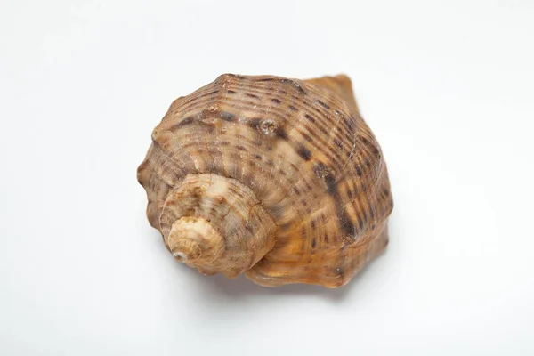 Η seashell καφέ σε λευκό φόντο, γκρο πλαν. — Φωτογραφία Αρχείου
