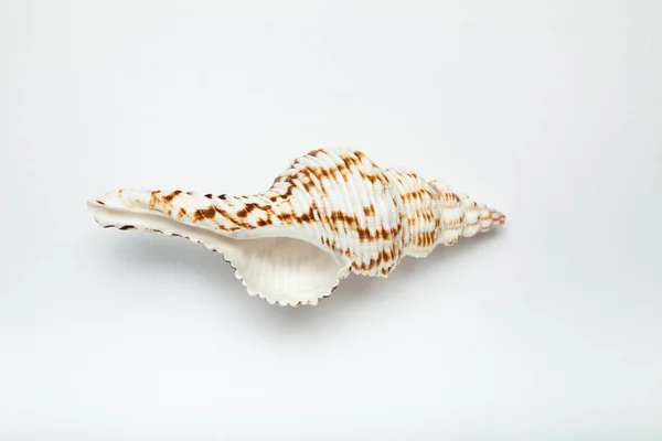 Coquille de mer sur fond blanc. — Photo