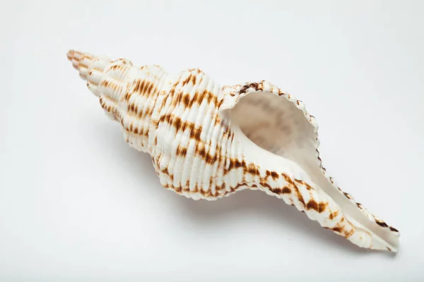 Conceito de férias de verão. Seashell, de perto. . — Fotografia de Stock