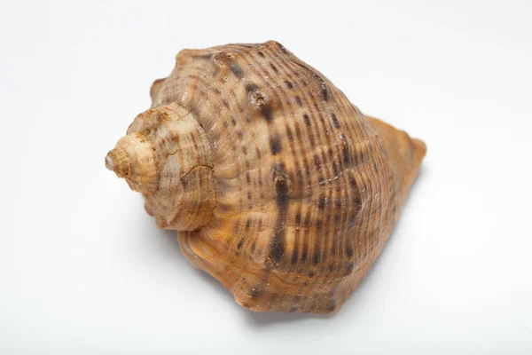 Sea shell als aandenken, een geschenk van de zee. Close-up. — Stockfoto