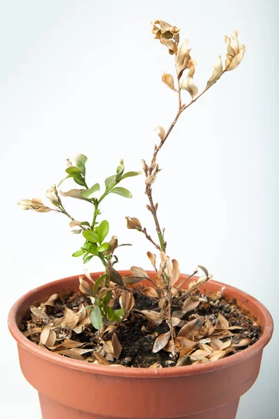 Planta marchita y seca en maceta aislada sobre fondo blanco — Foto de Stock