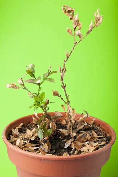 Una planta muerta en maceta aislada sobre fondo verde . — Foto de Stock