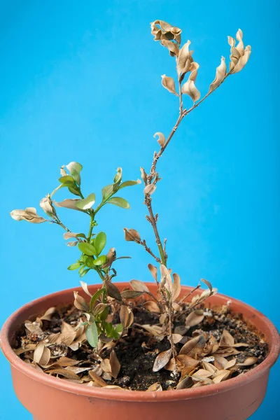 Planta marchita y seca en la maceta . — Foto de Stock