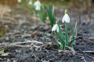Beyaz bahar çiçekleri açıyor, boşluğu kopyala.