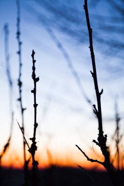 Mavi-kırmızı gökyüzüne karşı ağaç dalları soyut siluetler o