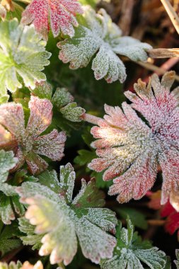 Hoarfrost soyut çim arka plan.