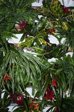 Dikey tropikal yaprak deseni. Bitkilerin dekoratif yaprakları.