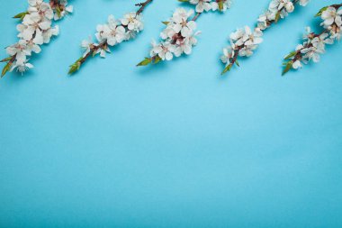 Mavi bir backgr üzerinde çiçek açan bir ağacın dalları Bahar buketi