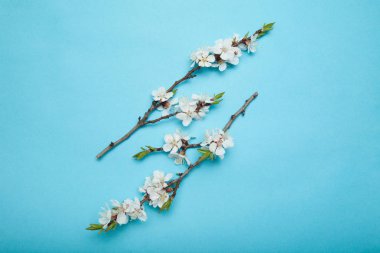 Mavi bir backgr üzerinde çiçek açan bir ağacın dalları Bahar buketi