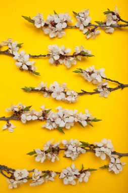 Sarı bir sırt üzerinde çiçek açan bir ağacın dalları Bahar buketi