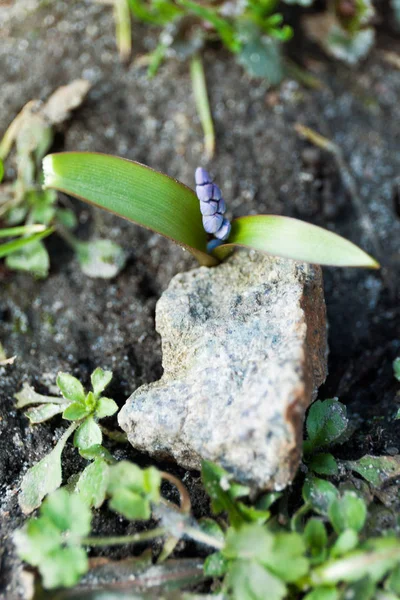 Brote de la flor creció debajo de la piedra . — Foto de Stock