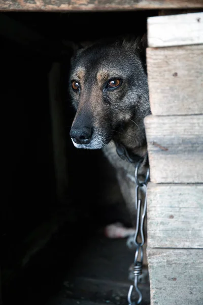 Perro en la cadena se asoma desde la cabina . — Foto de Stock