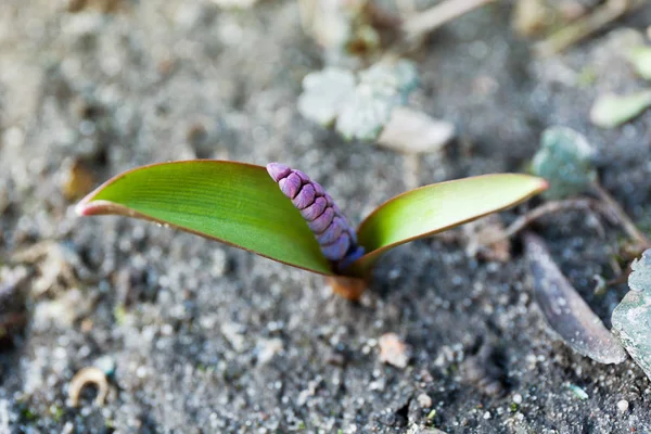 Brote de flores, primer plano . — Foto de Stock