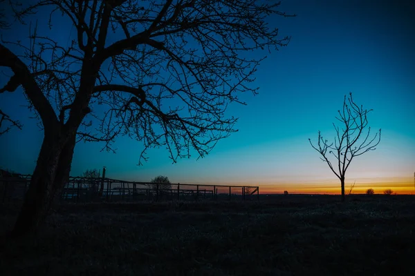 Silhueta de galhos de árvore em uma fazenda velha, amanhecer . — Fotografia de Stock