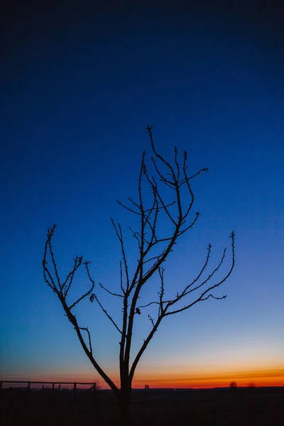 Silhueta de uma árvore sem folhas contra o fundo de um — Fotografia de Stock