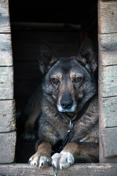 Homeless dog in the booth. — Stock Photo, Image