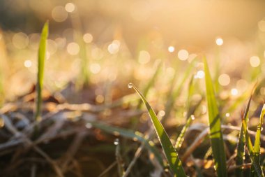 Çiy taze ot bıçakları, güneş sabah ışınları üzerine düşer.