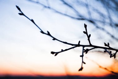 Şafağın arka planına karşı dalların silueti.