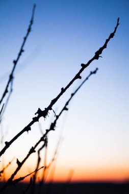 Şafağın arka planına karşı dalların silueti.