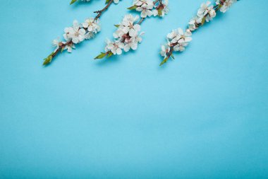 Mavi bir arka plan üzerinde çiçekli kayısı dalları. Metin için alan kopyalama.