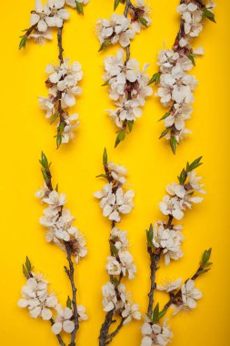 Sarı bir arka plan üzerinde beyaz çiçekli kayısı dalları, dikey.
