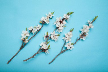 Mavi bir arka plan üzerinde üç çiçekli kayısı dalları.