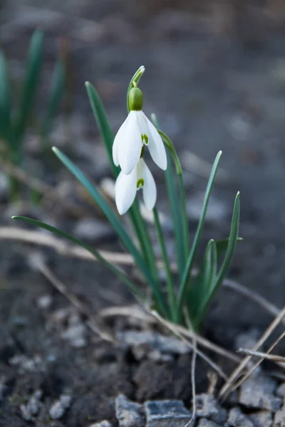 Taze çiçek açan kardelenler (Galanthus nivalis). — Stok fotoğraf