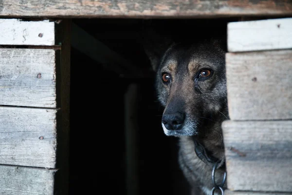 Perro callejero en una caja de madera . — Foto de Stock