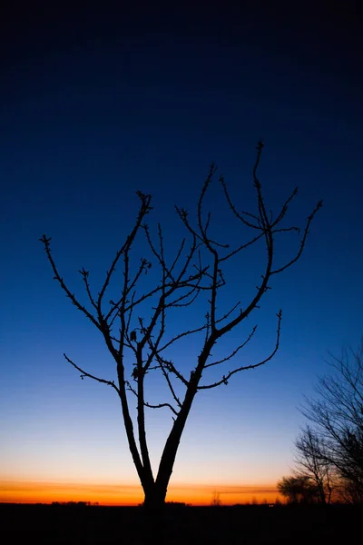 Uma velha quinta, uma árvore seca. Amanhecer fora da cidade . — Fotografia de Stock