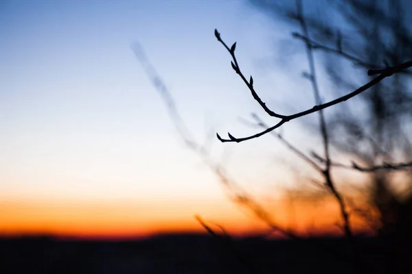 Silhueta de um ramo contra o céu com uma alvorada . — Fotografia de Stock