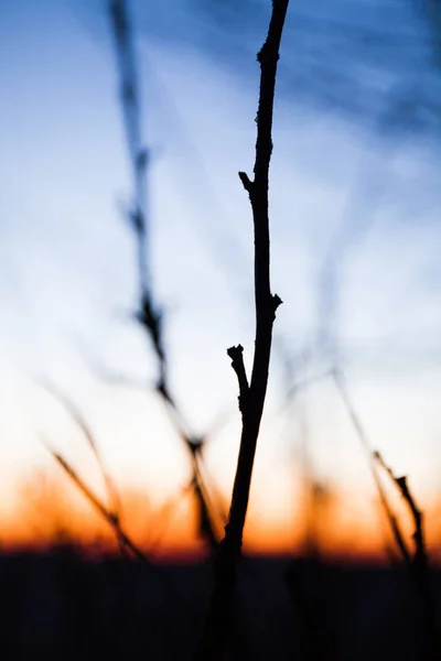 Silhueta de ramos contra o pano de fundo do amanhecer . — Fotografia de Stock