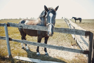 At çiftliği, çit arka plan üzerinde hayvan.