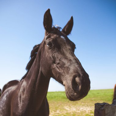 At komik göz ve kulaklar ağız portre.