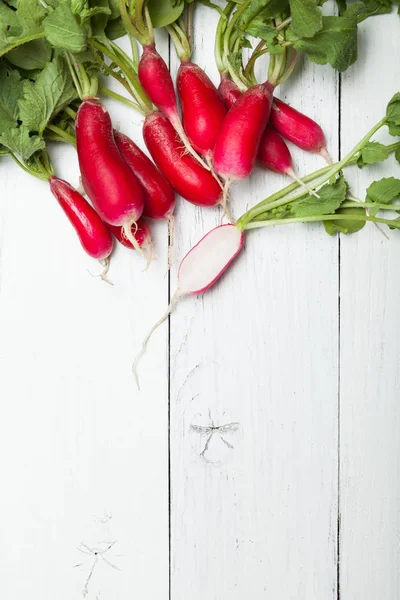 Parlak renkli turp Amerika demet. Metin için alan kopyalama.