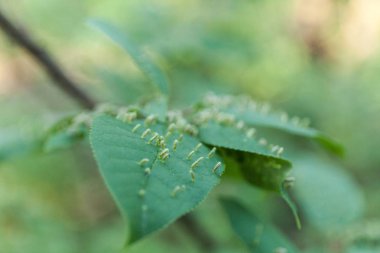Bumps bitki yaprağı, tarım kötü. Safra.