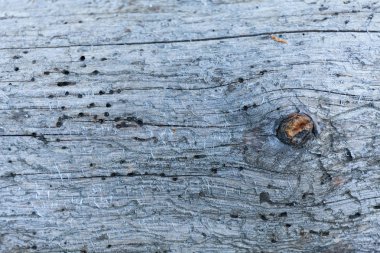 Soyut yaşlı sanat zemini. Ahşap arka planda gemi kurdu delikleri.