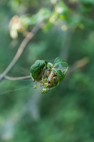 Cocoon et chenille destructrice de colonie sur la branche de l'arbre . — Photo