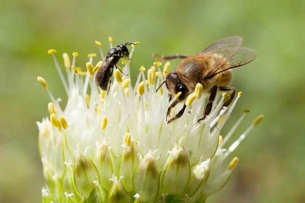 野生の野生動物、マクロ。花の上の蜂. — ストック写真